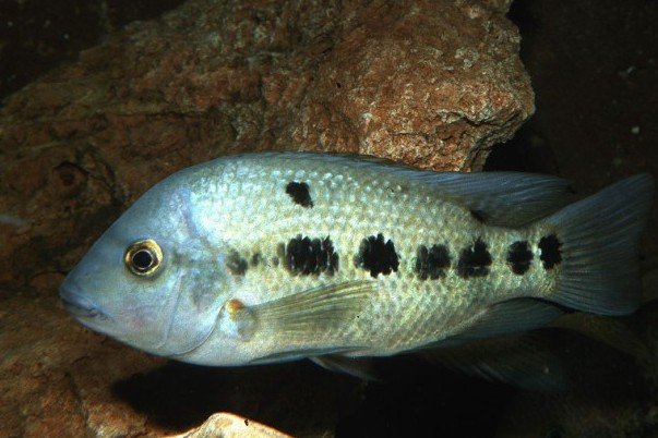 Blackthroat cichlid