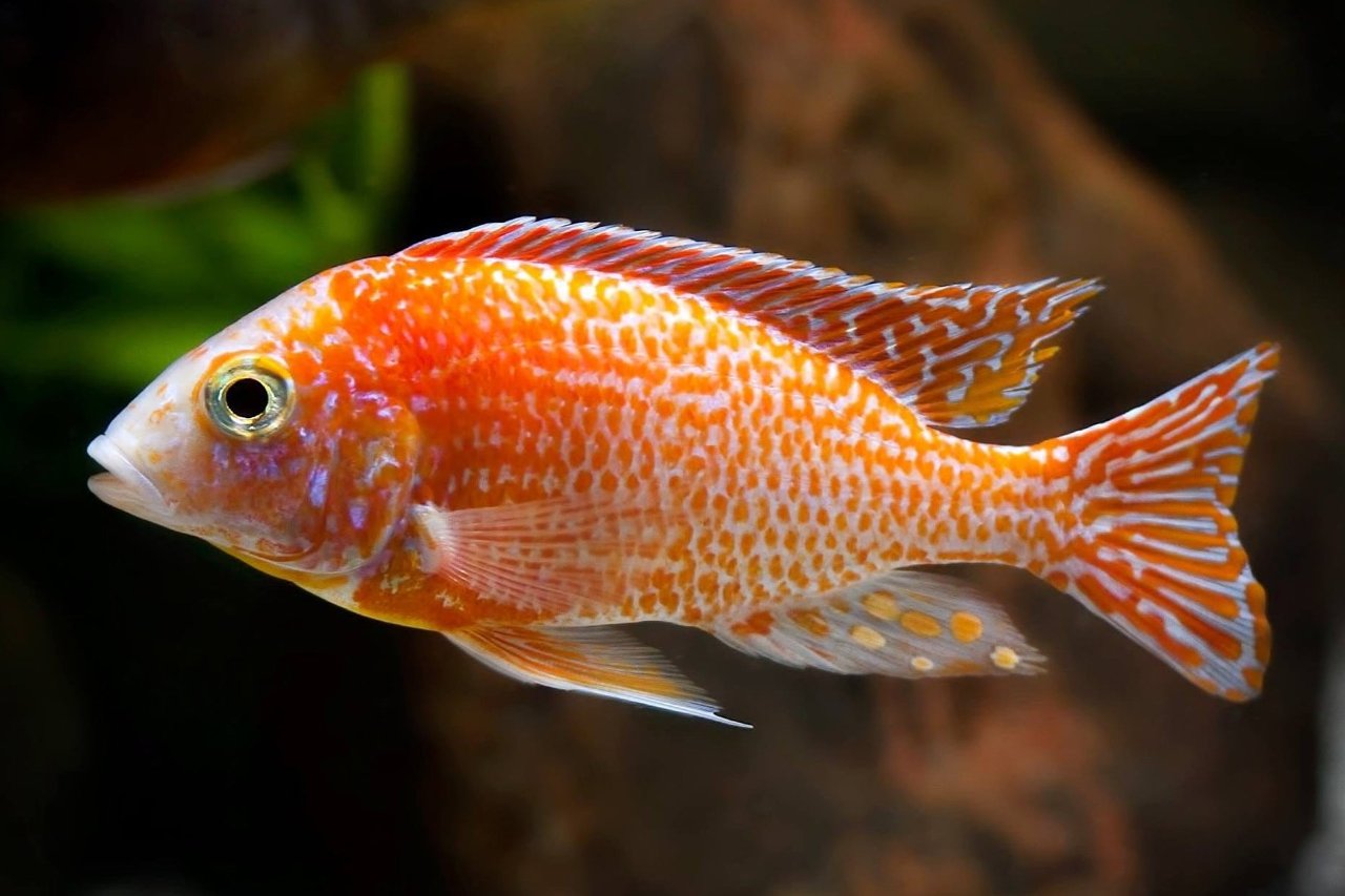Dragon Firefish peacock cichlid