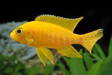 Saffron peacock cichlid