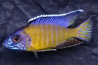 Pale Usisya peacock cichlid