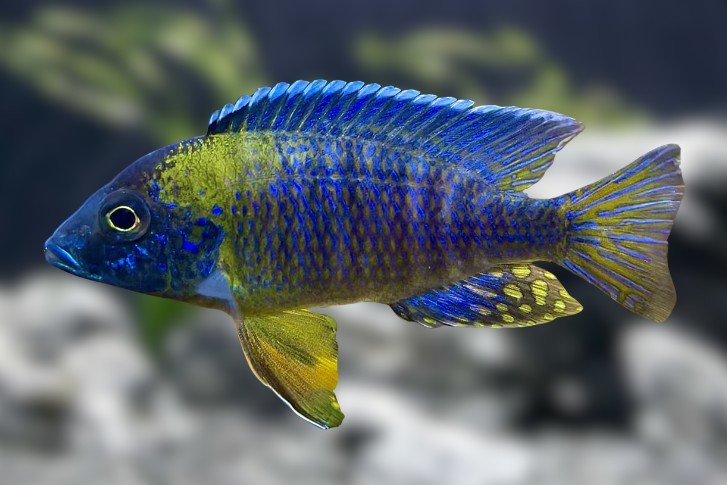 Aulonocara stuartgranti