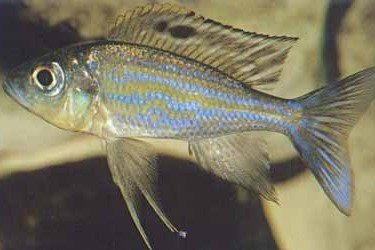 Dewindt's featherfin