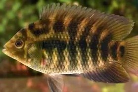 Australoheros acaroides