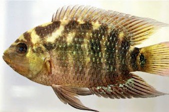Australoheros montanus