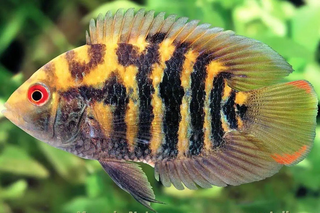 Australoheros sanguineus