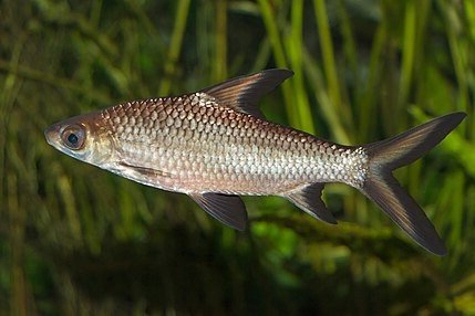 Balantiocheilos melanopterus