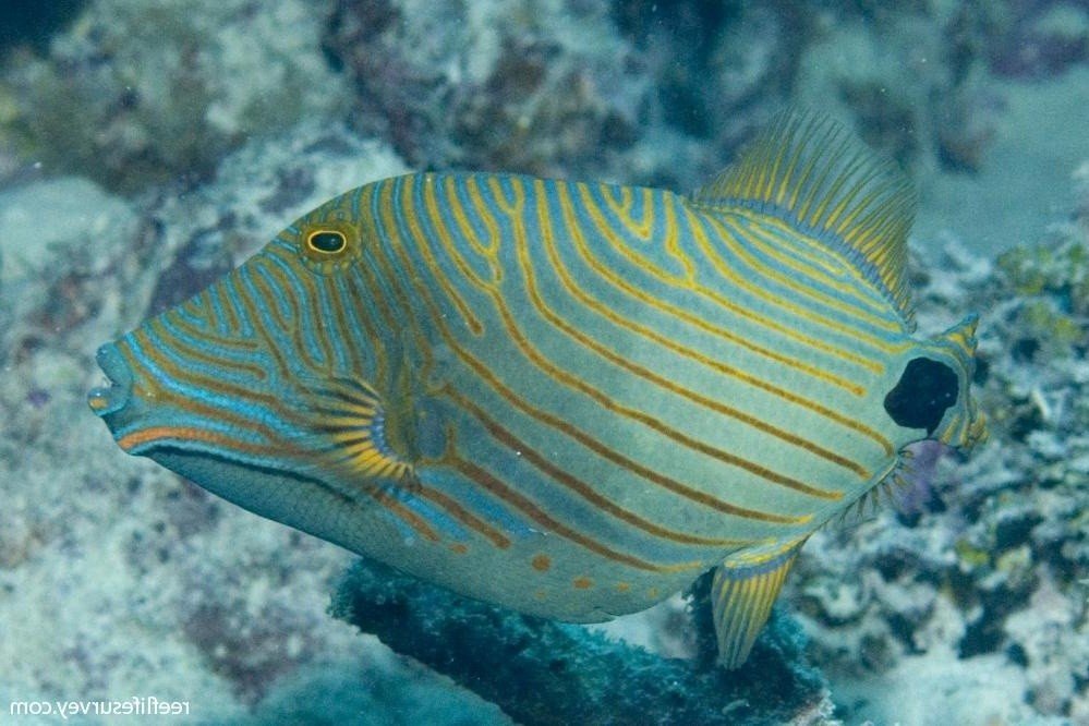 Undulate triggerfish