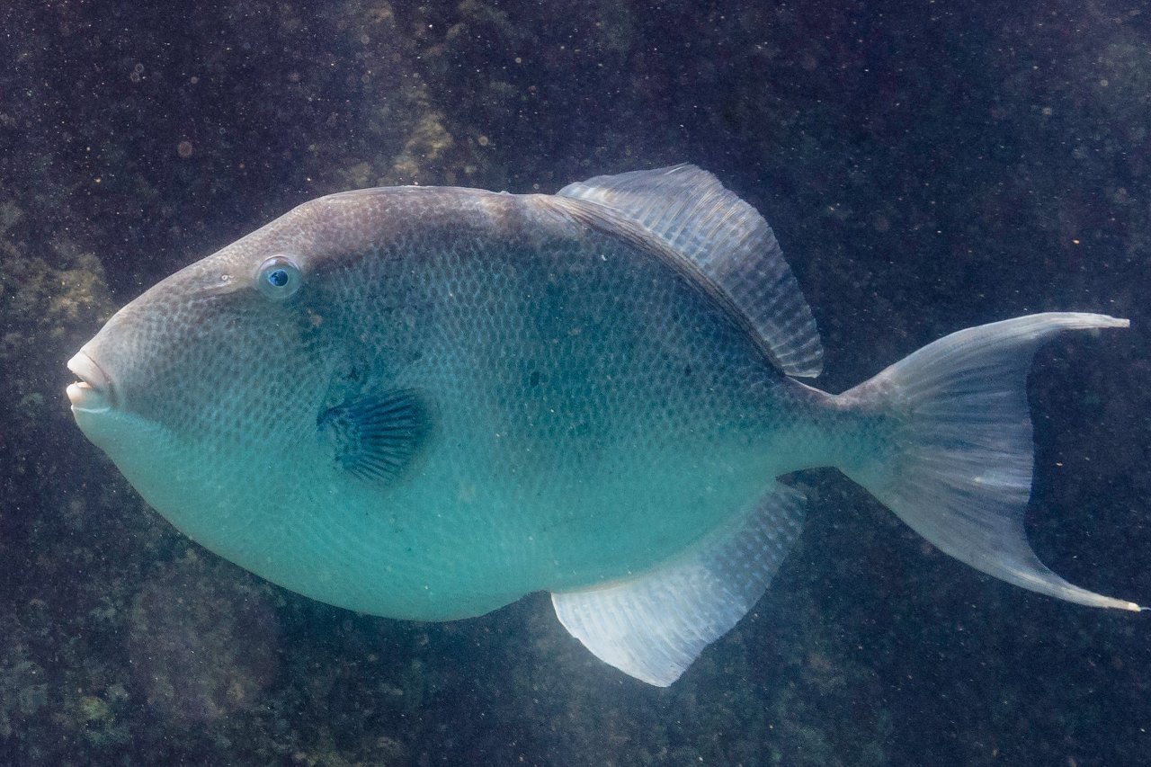 Grey triggerfish