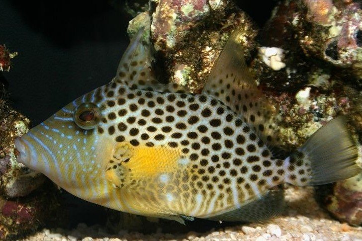 Bluespotted triggerfish