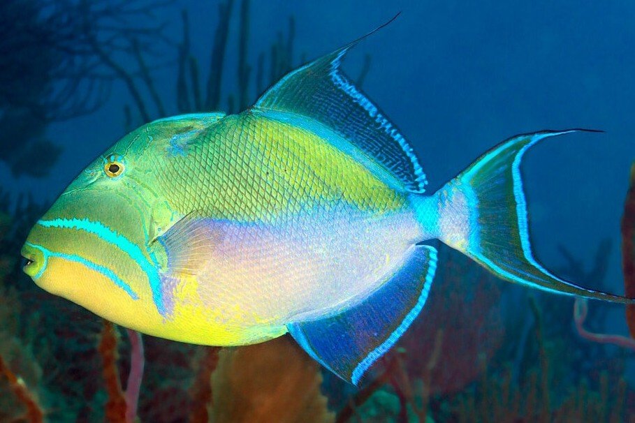 Queen triggerfish