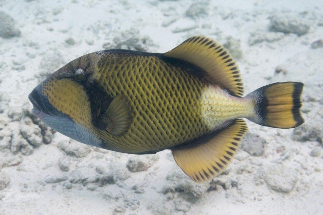 Titan triggerfish