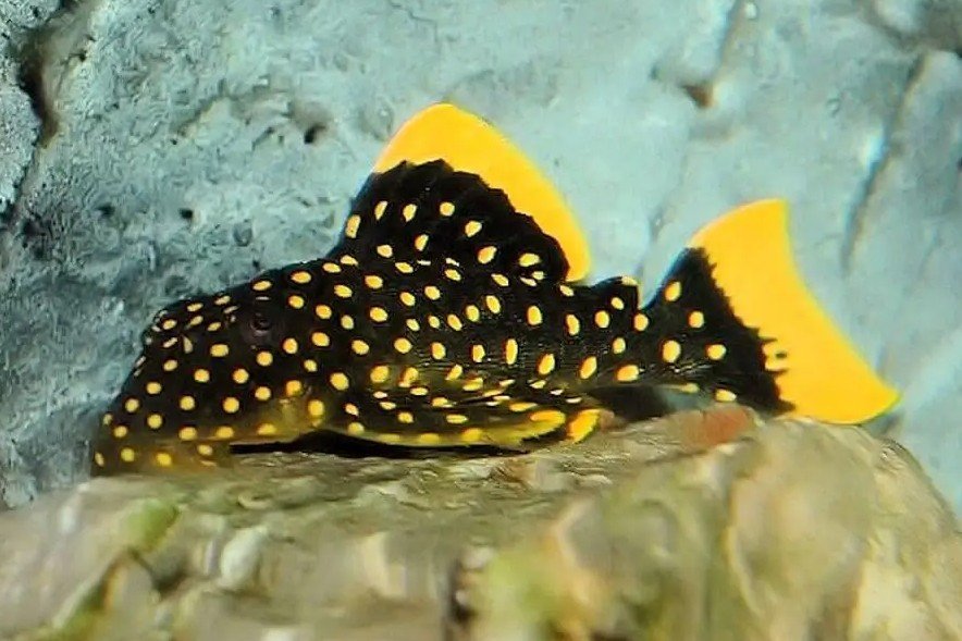 Baryancistrus sp l018
