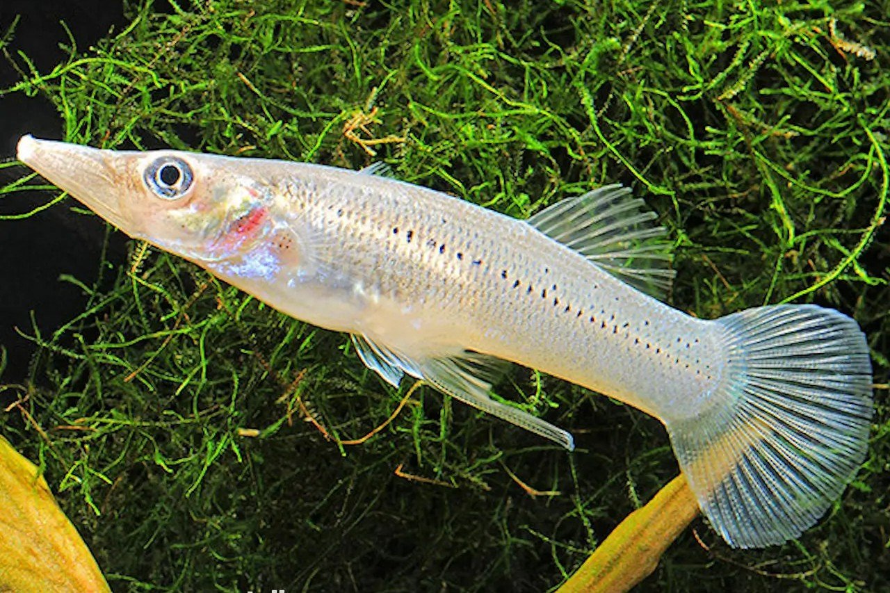 Belonesox belizanus
