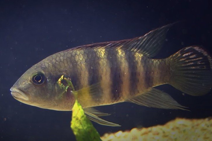 Benitochromis batesii