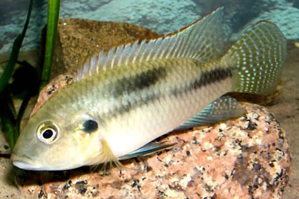 Benitochromis conjunctus