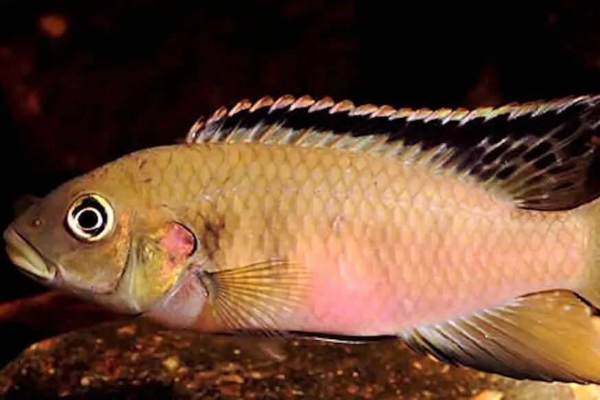 Finleys cichlide