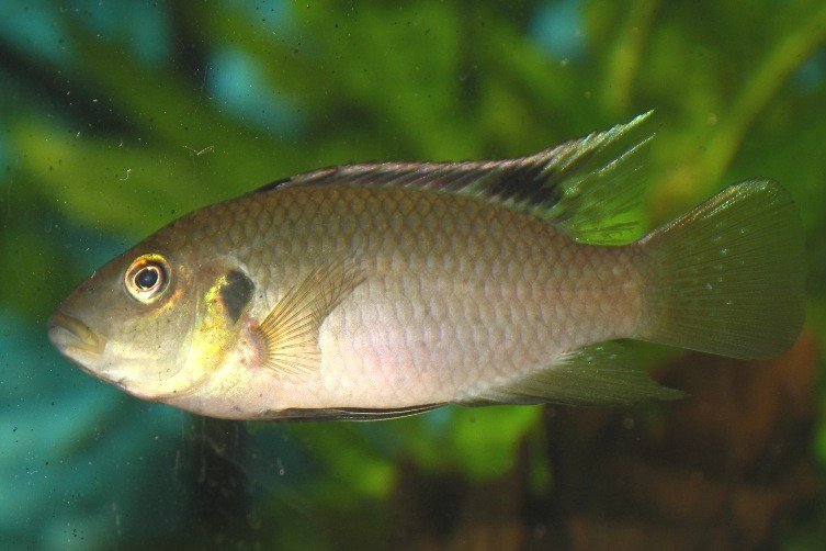 Benitochromis nigrodorsalis