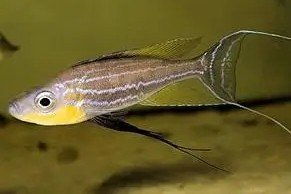 Benthochromis horii