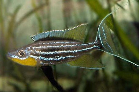 Benthochromis melanoides