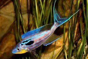 Benthochromis tricoti