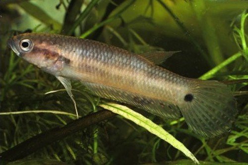 Betta unimaculata