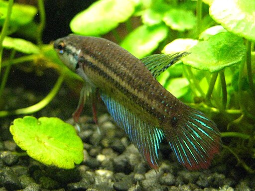 Betta imbellis