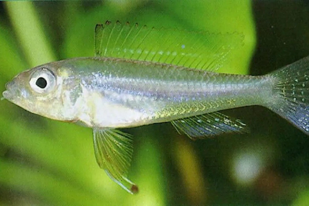 Dwergcichlide