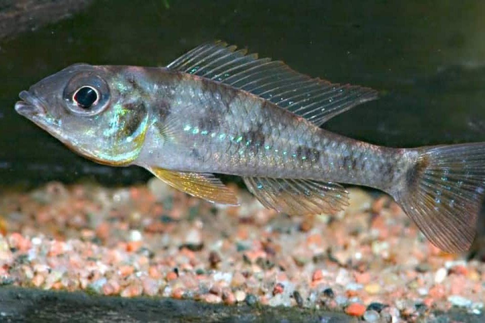 Biotoecus opercularis