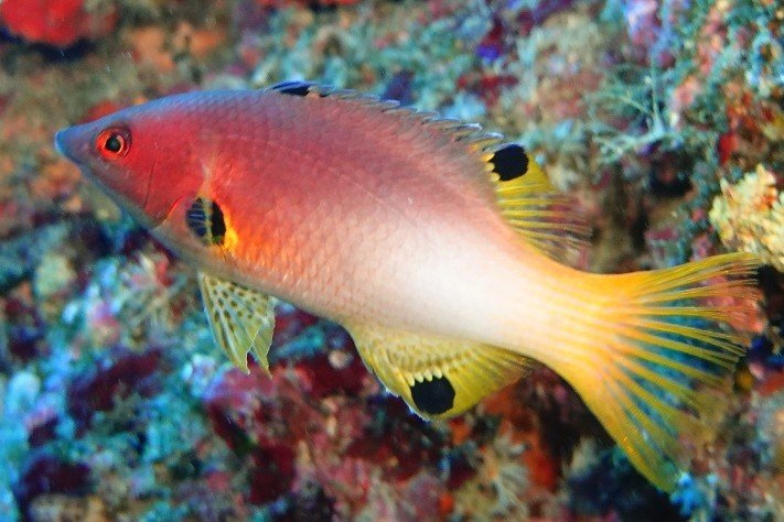 Axilspot hogfish