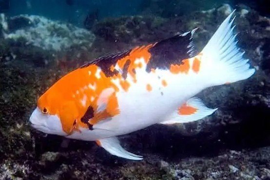 Harlequin hogfish