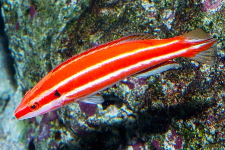 Bodianus neopercularis