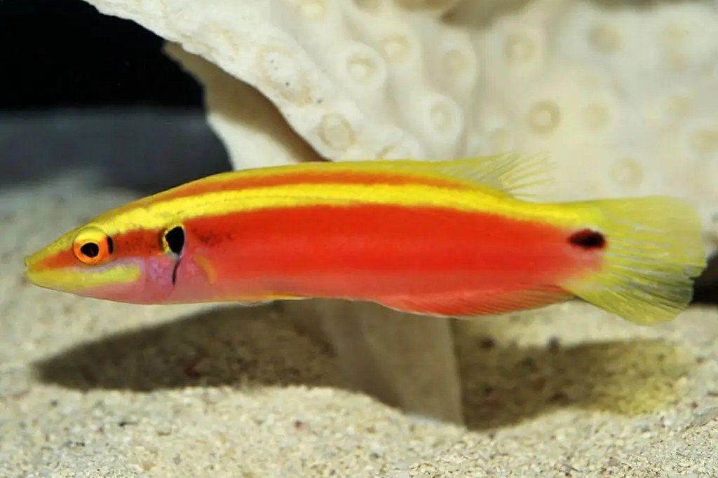Sunrise wrasse