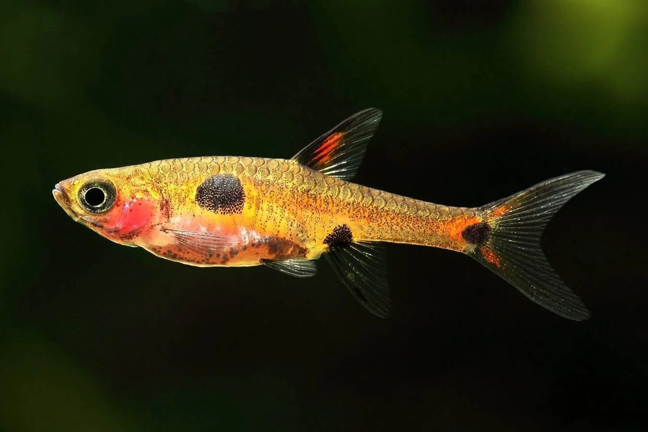 Boraras maculatus