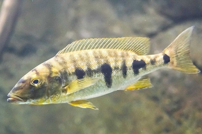 Giant cichlid