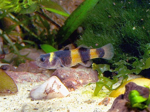 Brachygobius xanthozona