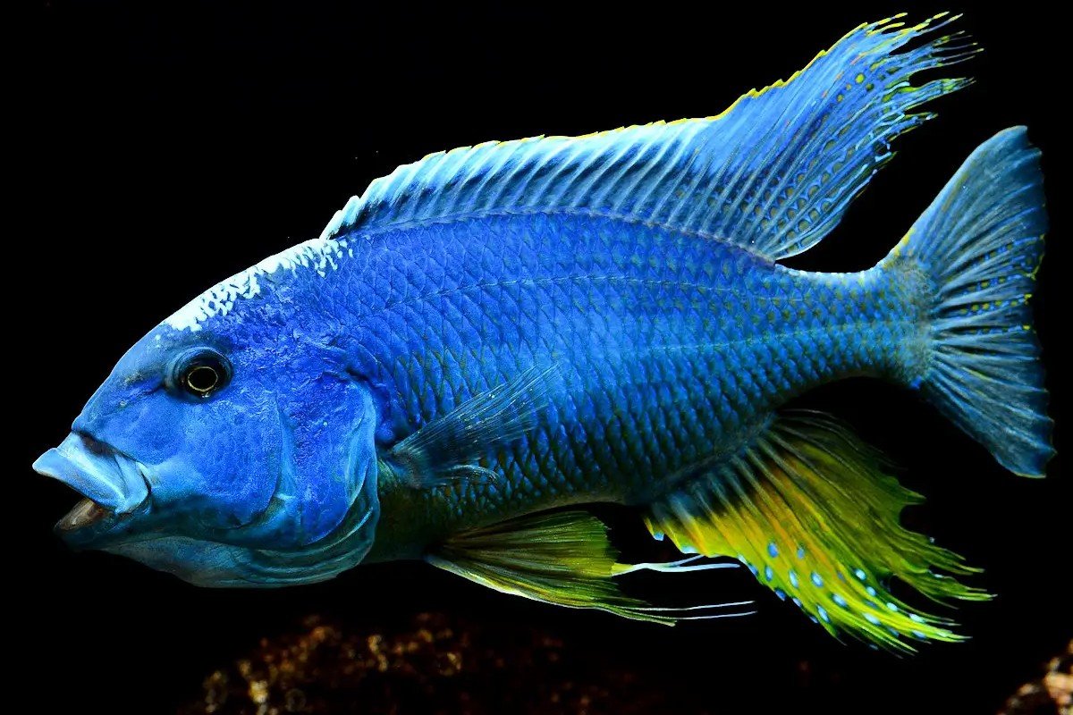 Buccochromis atritaeniatus