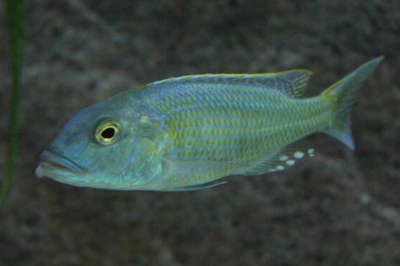 Lepturus