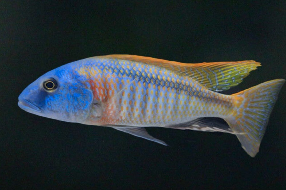 Rhoades-buccochromis