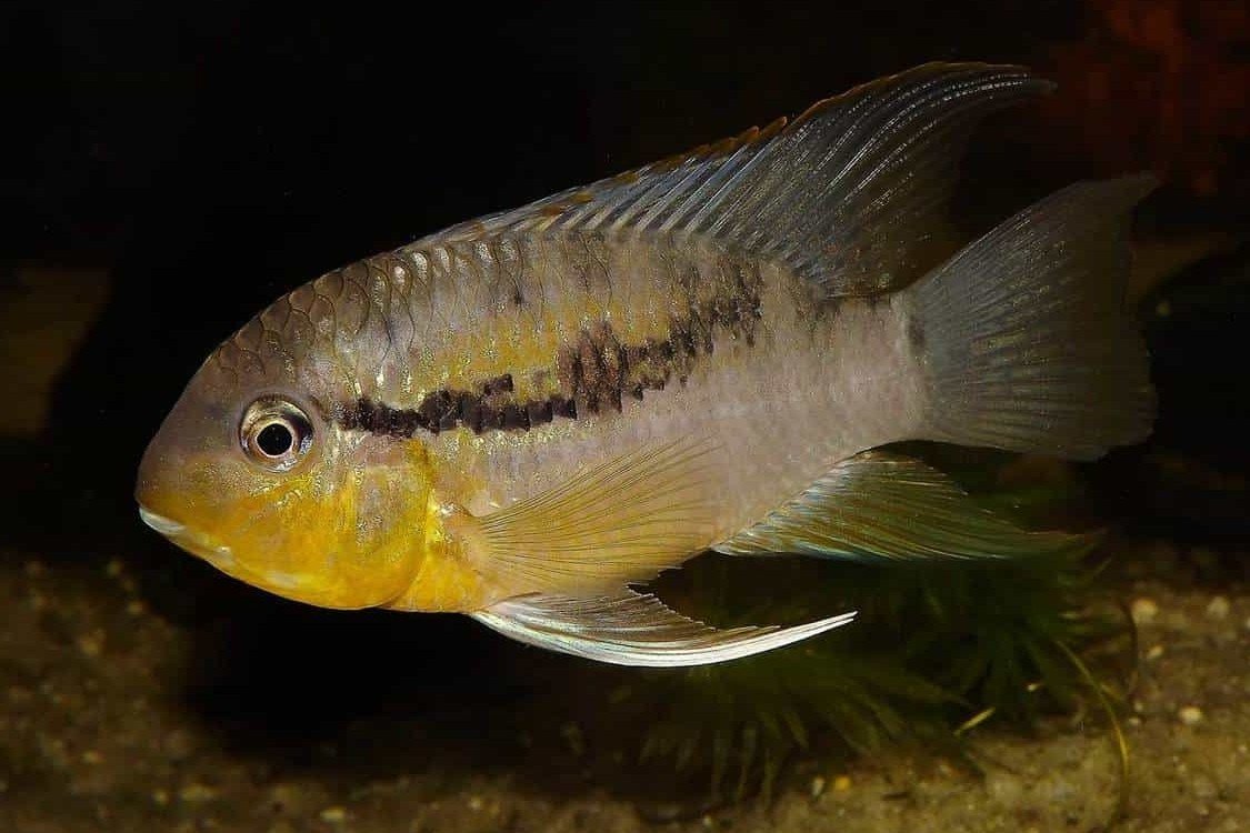 Bujurquina pardus