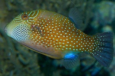 Spider-eye pufferfish