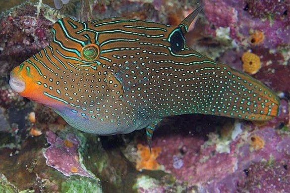 Papuan toby