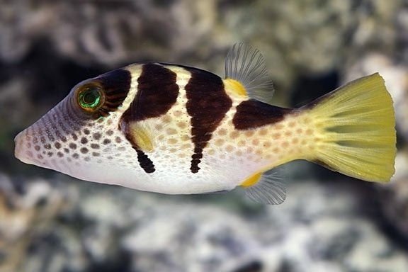 Valentin's sharpnose puffer