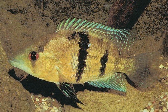 Myers' grootbekcichlide