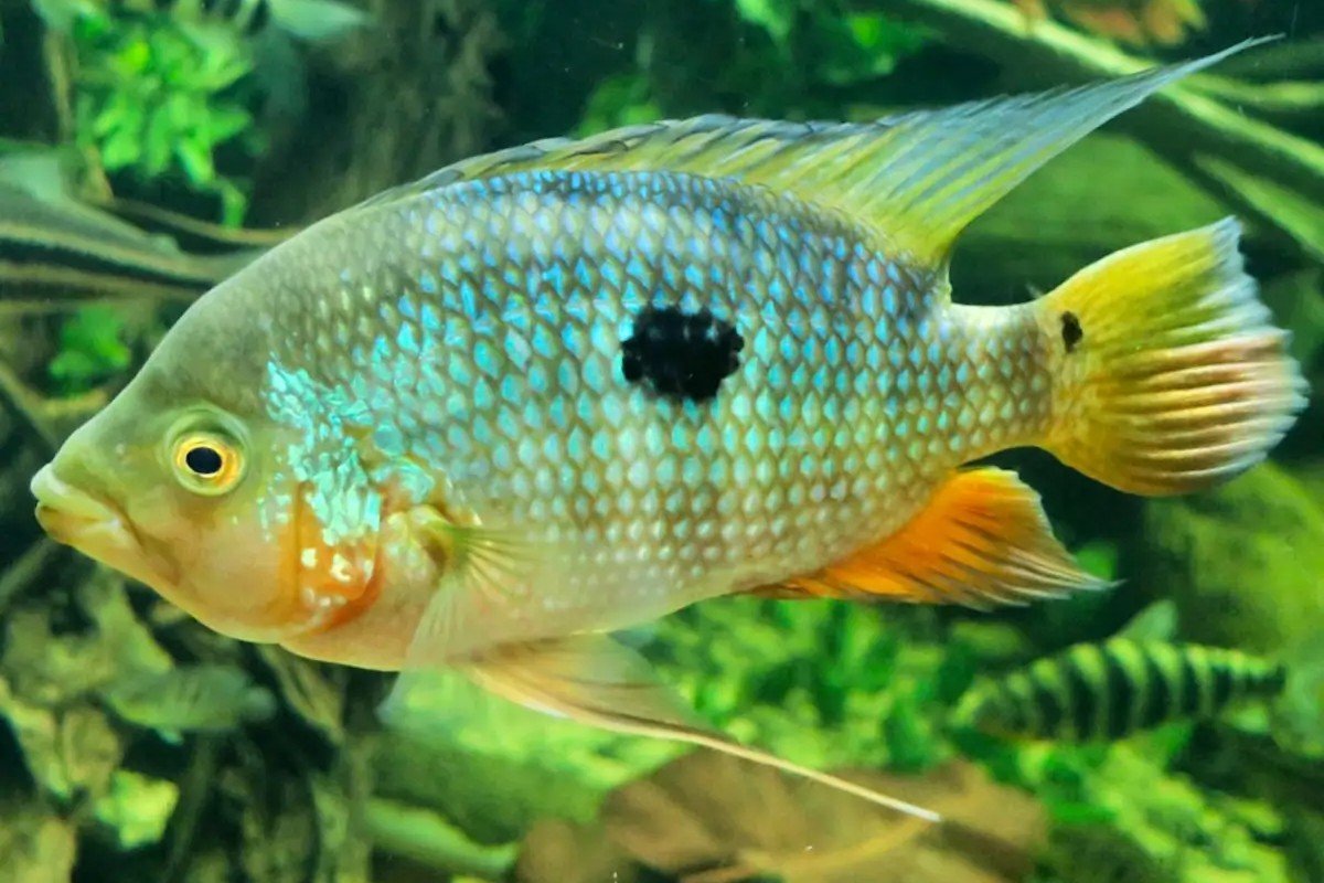 Caquetaia spectabilis