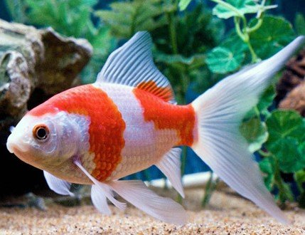 Carassius auratus var. comet