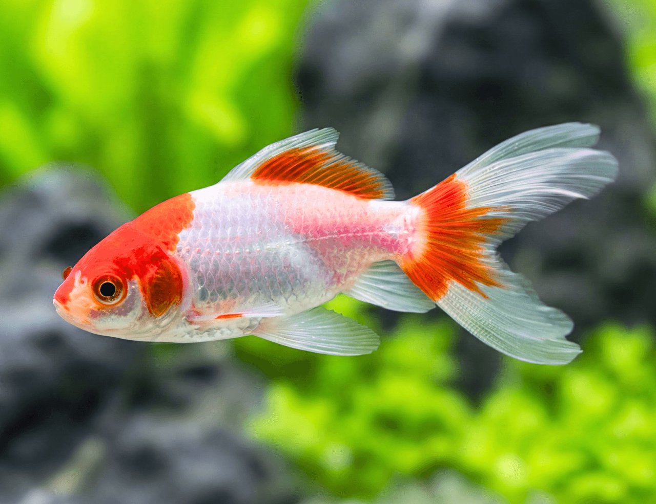 Carassius auratus var. Sarasa wakin