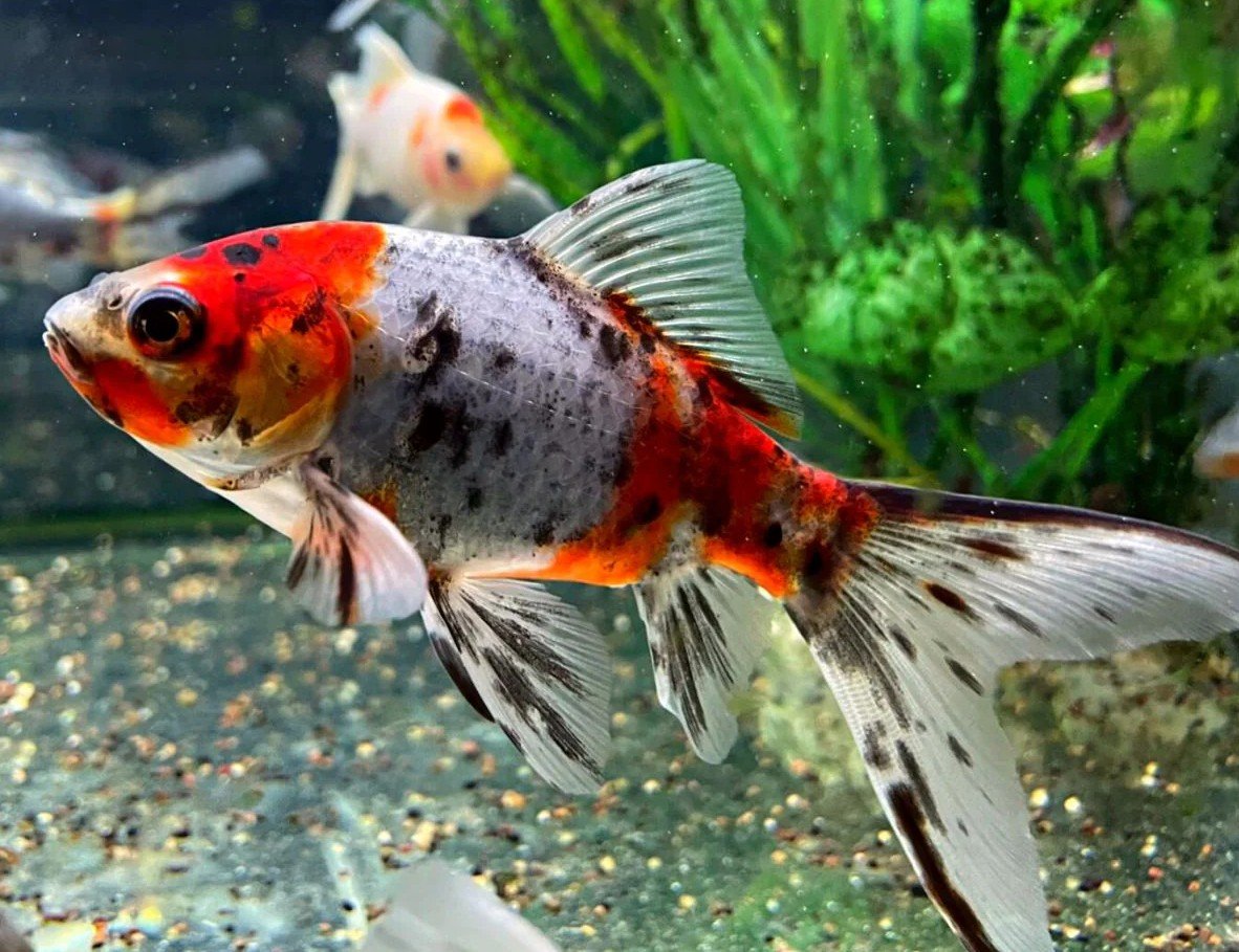 Carassius auratus var. Shubunkin