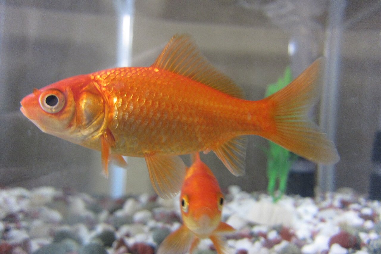 Carassius auratus