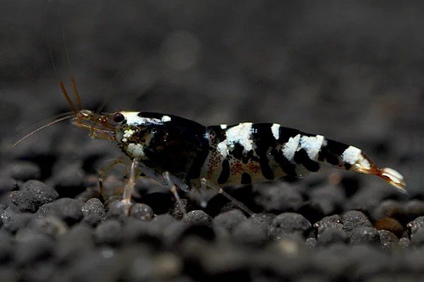 Black Tiger Bee