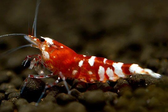 Red Tiger Bee